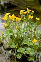 FH_VP_5059(Caltha palustris)